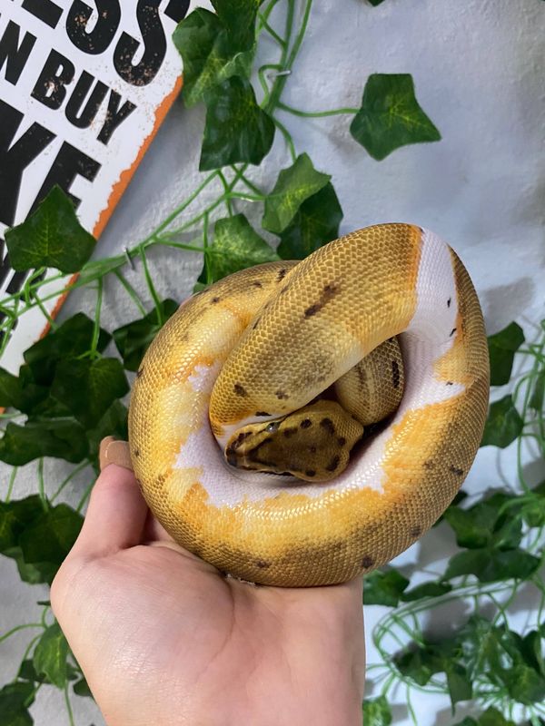 Pinstripe, Pied, Ball Python