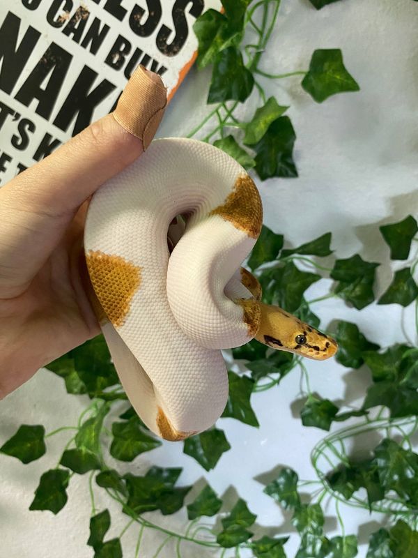 Pastel, Leopard, Orange Dream, Clown, Pied, Ball Python
