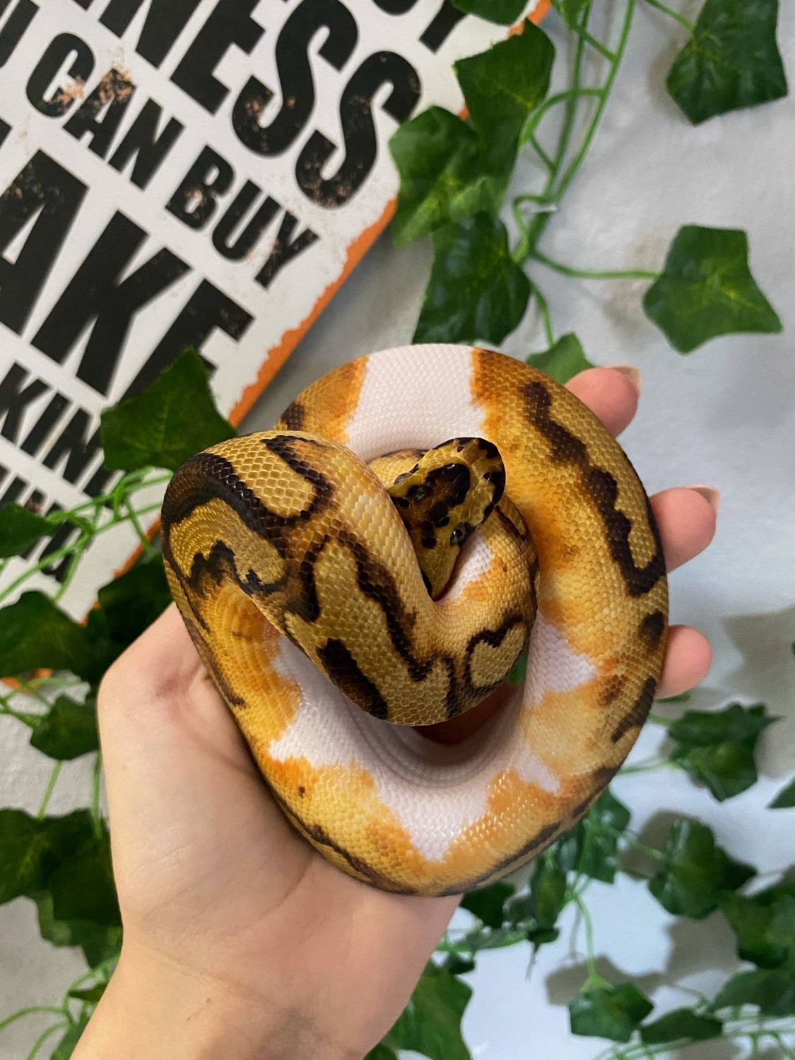 Clown, Pied, Ball Python