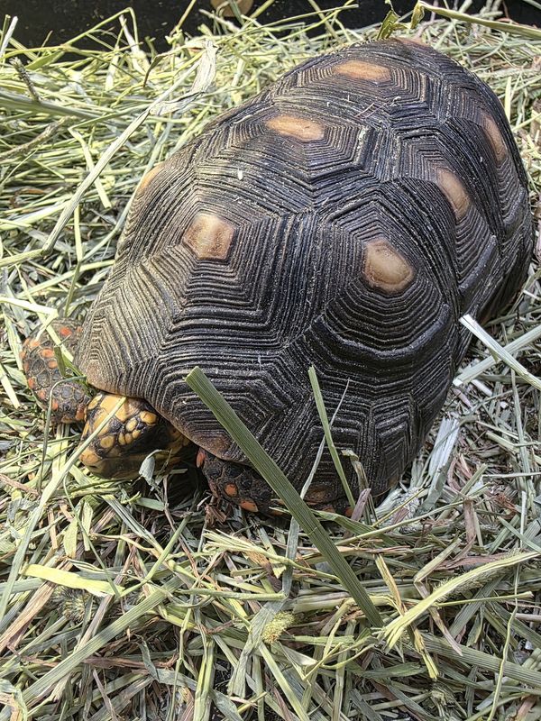 Redfoot Tortoise, adult male