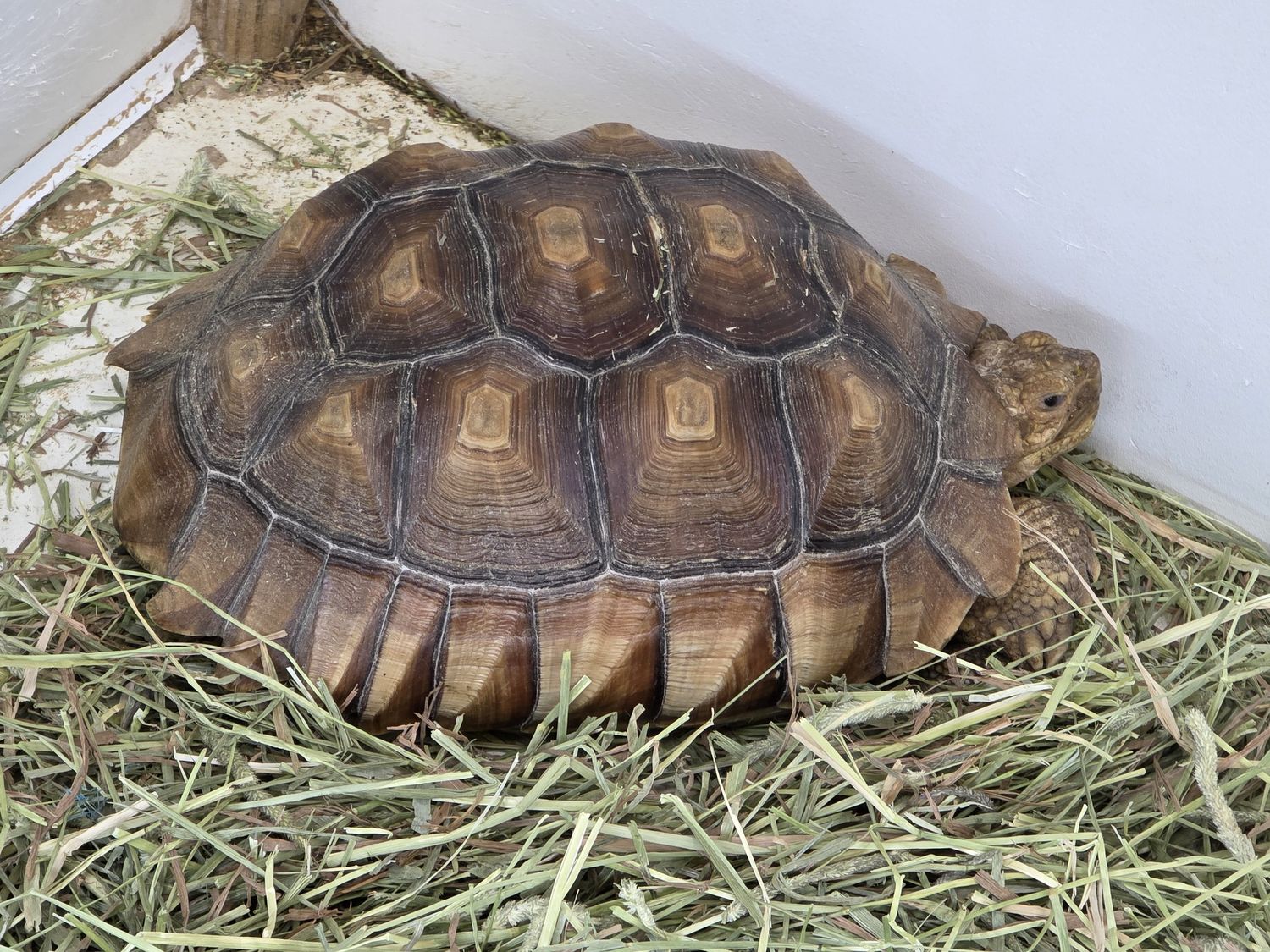 Sulcata Tortoise, female