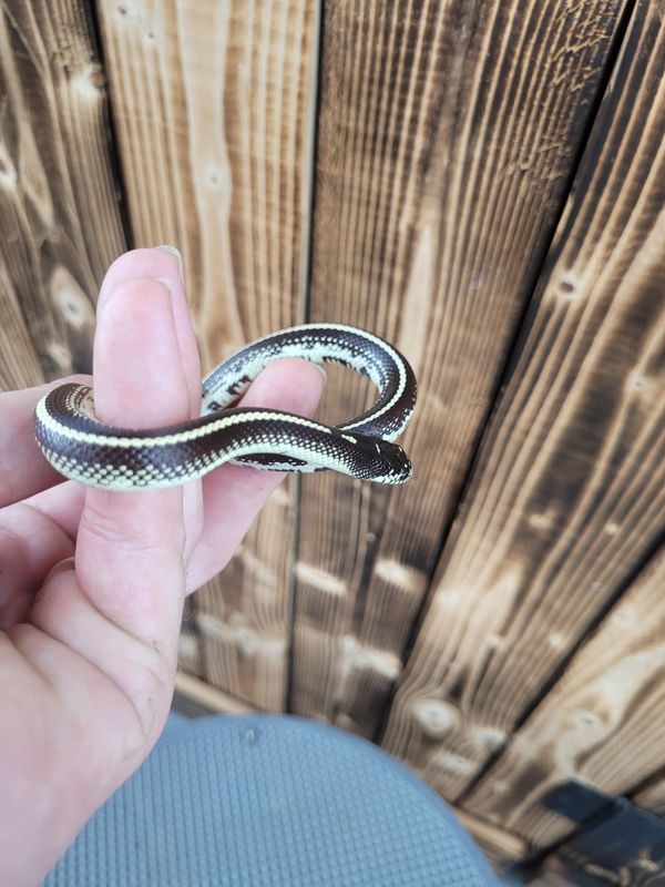 B &amp; W, CA King snake, baby