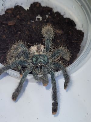 Metallic Pink-Toe Tarantula