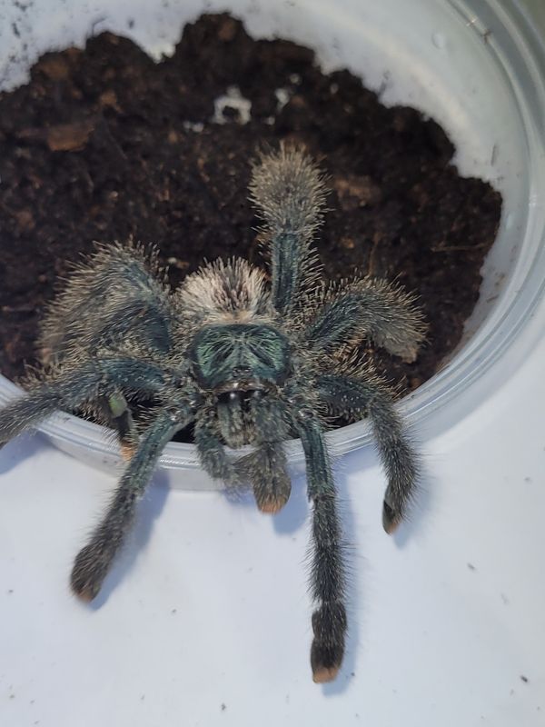 Metallic Pink-Toe Tarantula