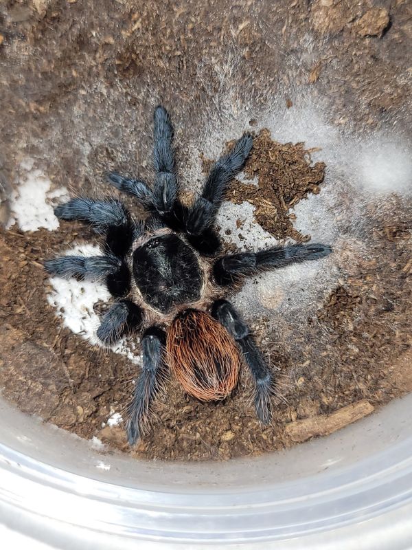 Yucatan Rust Rump Tarantula