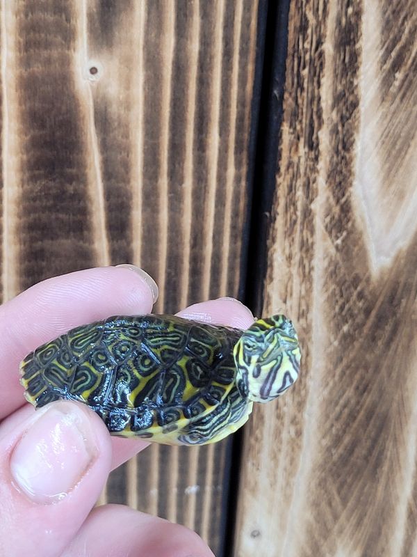 River Cooter Turtles