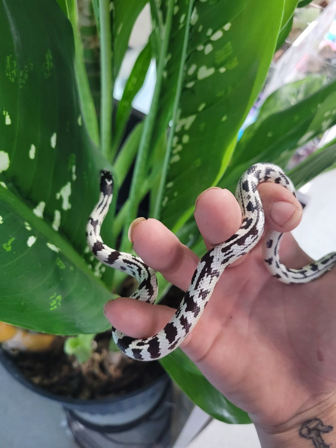 B&amp;W CA King Snake