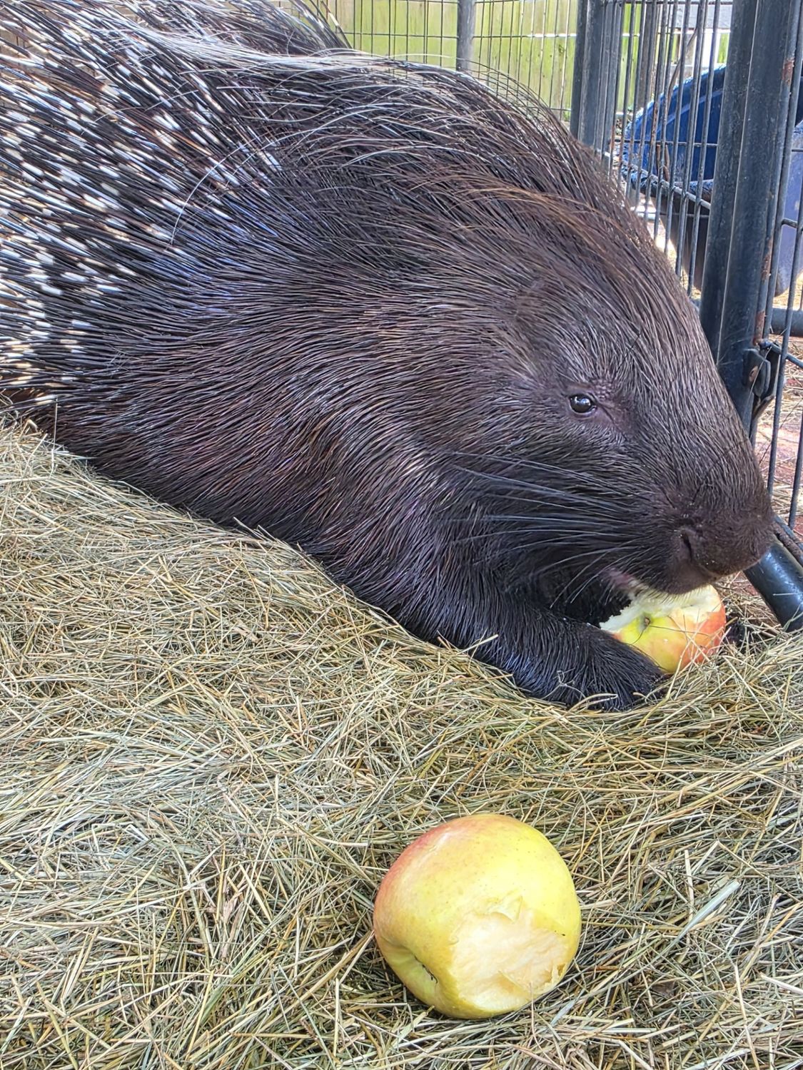 Crested Porcupine Adults!