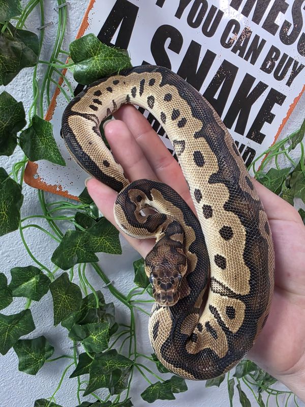 Ball Python, Yellow Belly, Clown