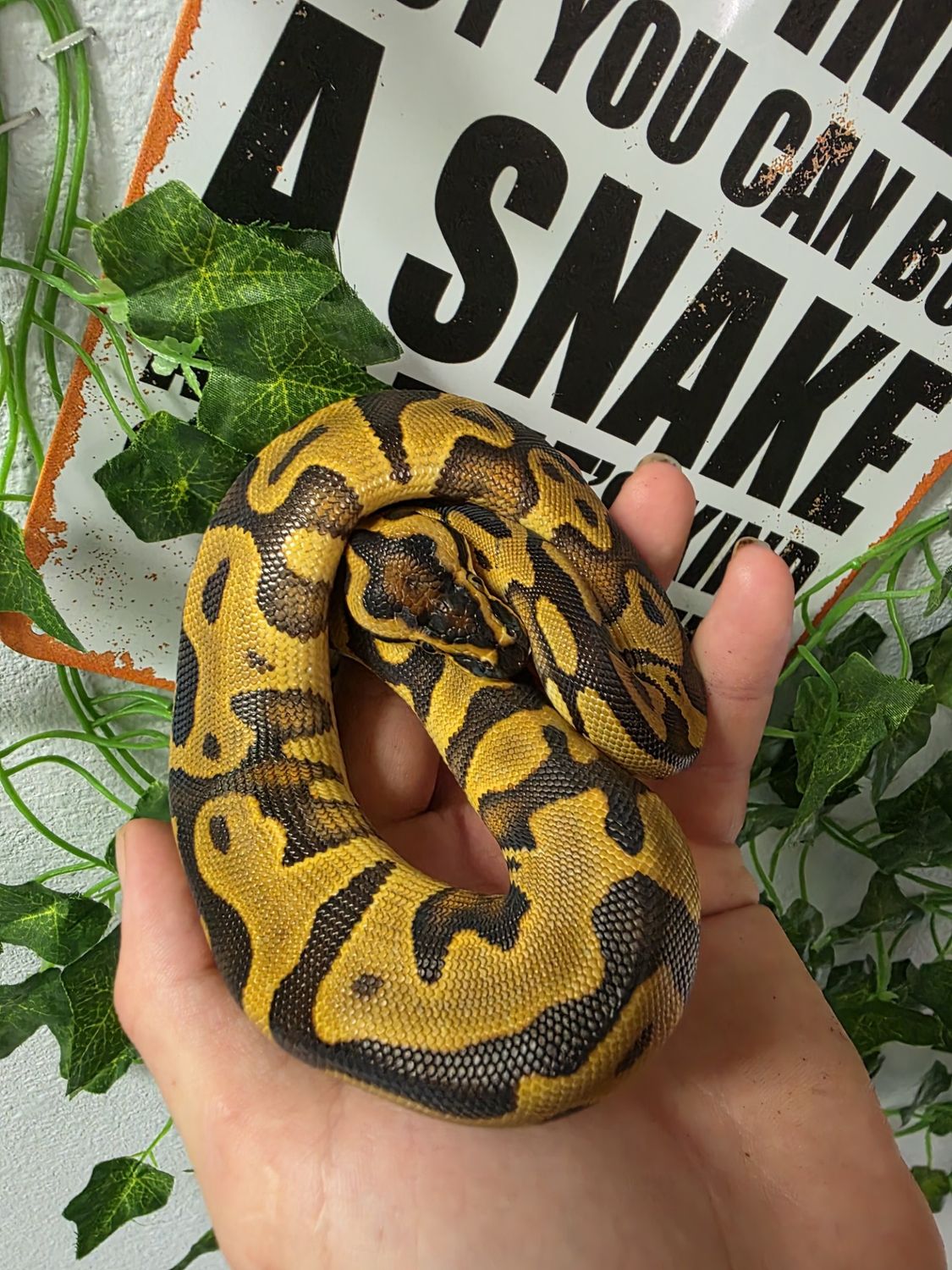 Ball Python, Leopard