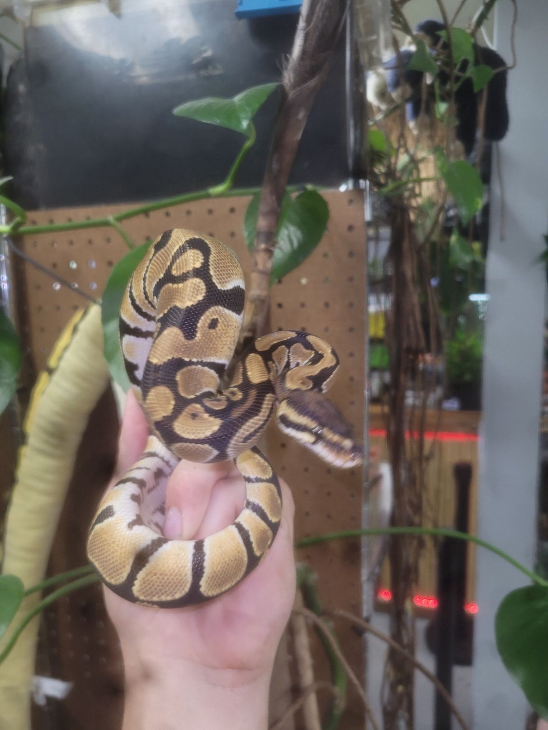 Ball Python, Standard