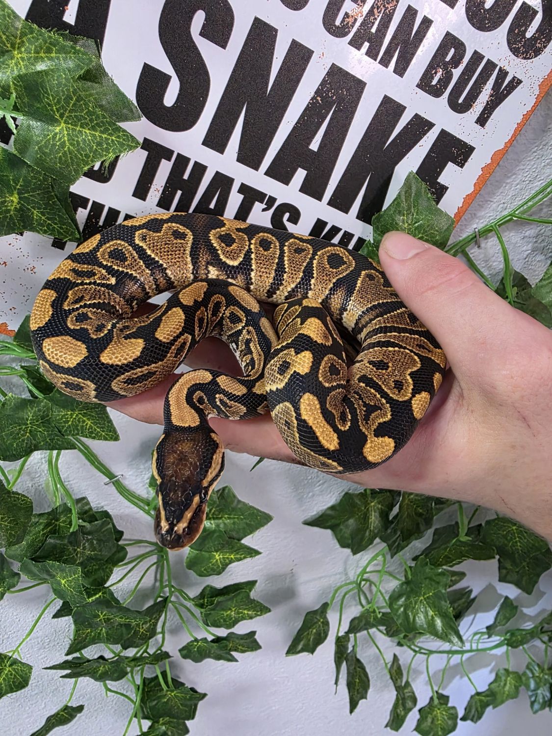 Ball Python, Single gene morphs