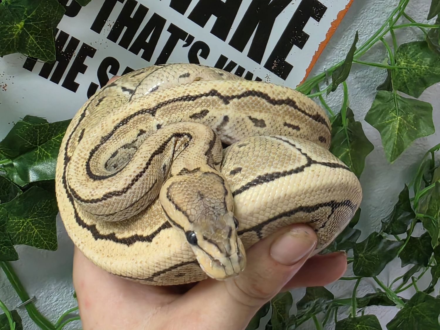 Ball Python, Pinstripe, Desert, Ghost