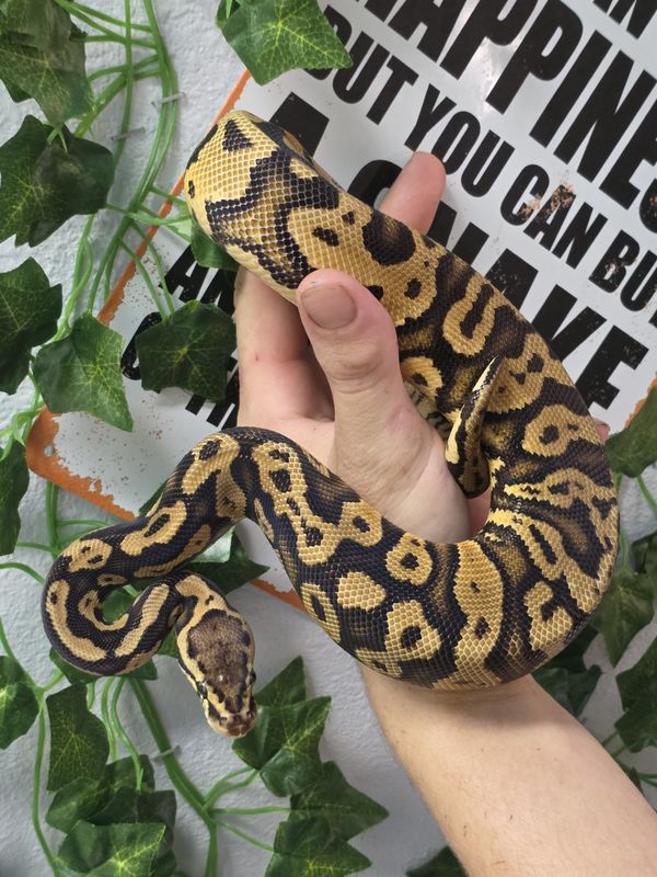 Ball Python, Pastel, Yellow Belly, Confusion