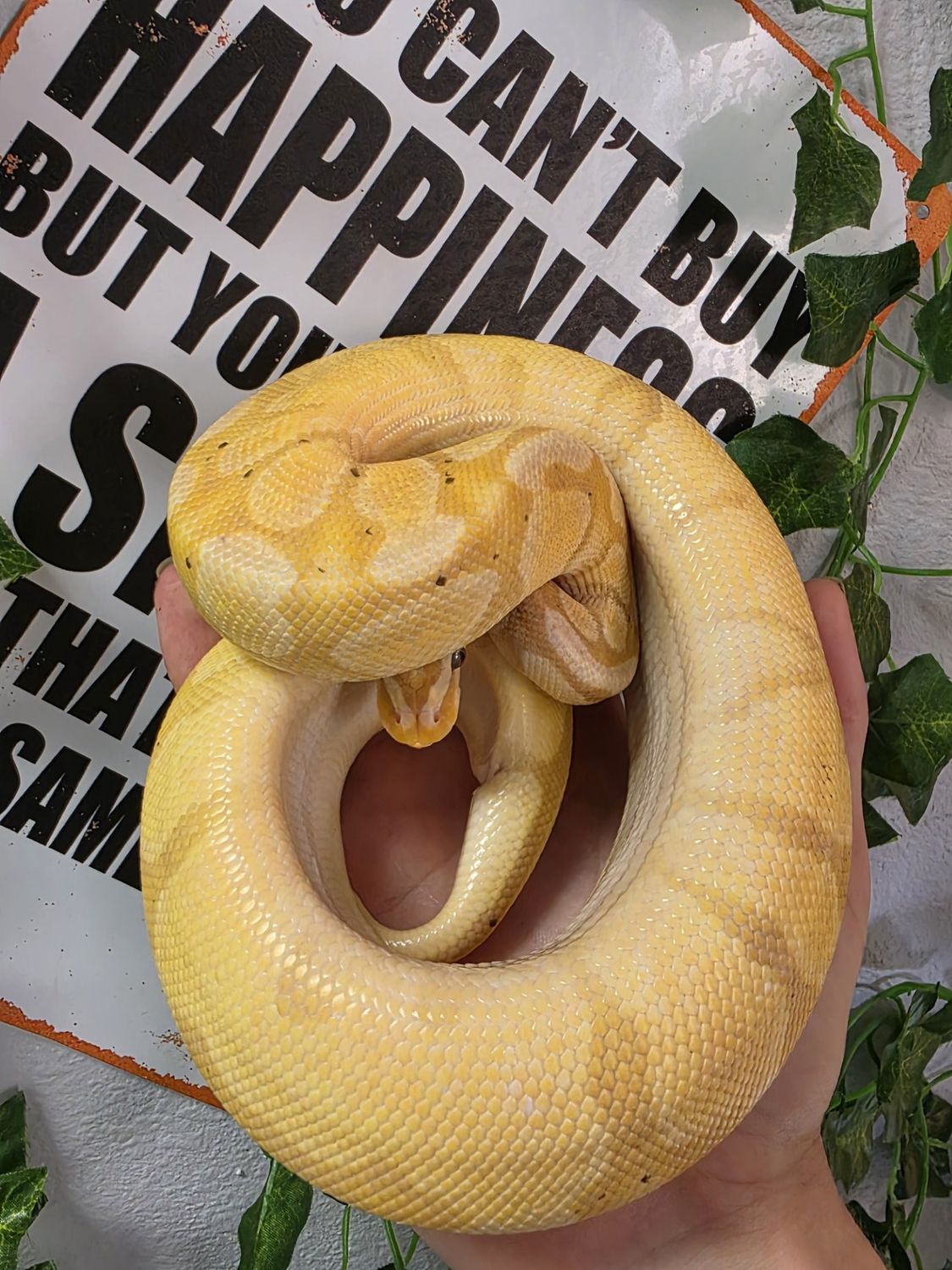 Ball Python, Banana, Enchi