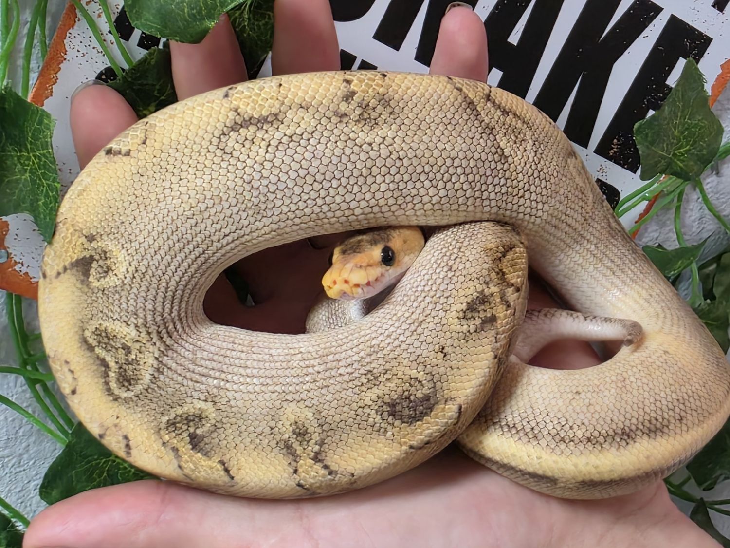 Ball Python, Champagne