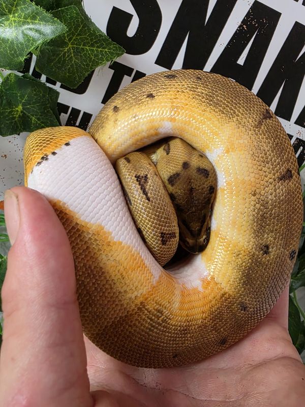 Ball Python, Pinstripe, Pied