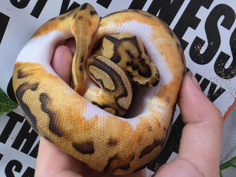 Ball Python, Pastel, Leopard, Orange Dream, Clown, Pied