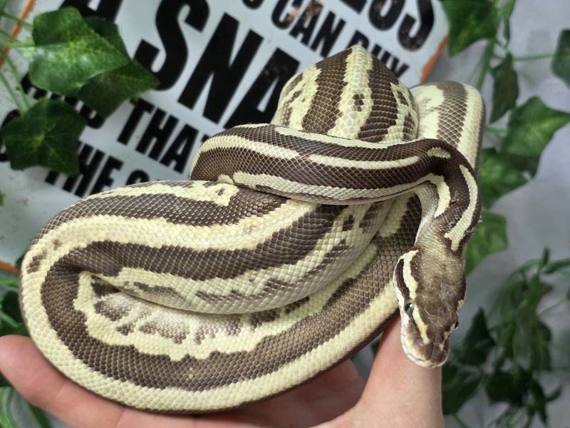 Ball Python, prem. assorted morph #1