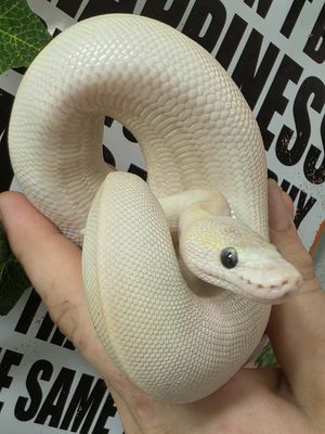 Ball Python, Blue Eyed Lucy