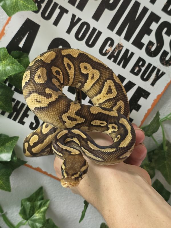 Ball Python, Mojave, Yellow Belly, Confusion