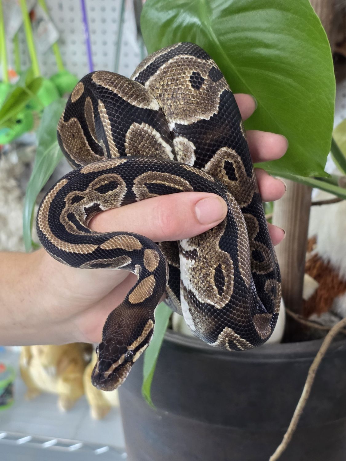 Ball Python, Mojave w/enclosure
