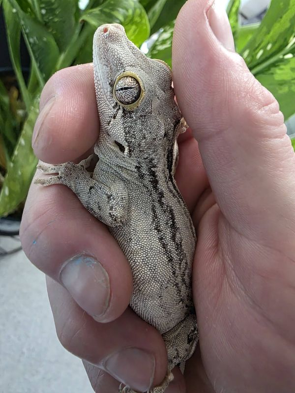 Gargoyle Gecko, choose your favorite!