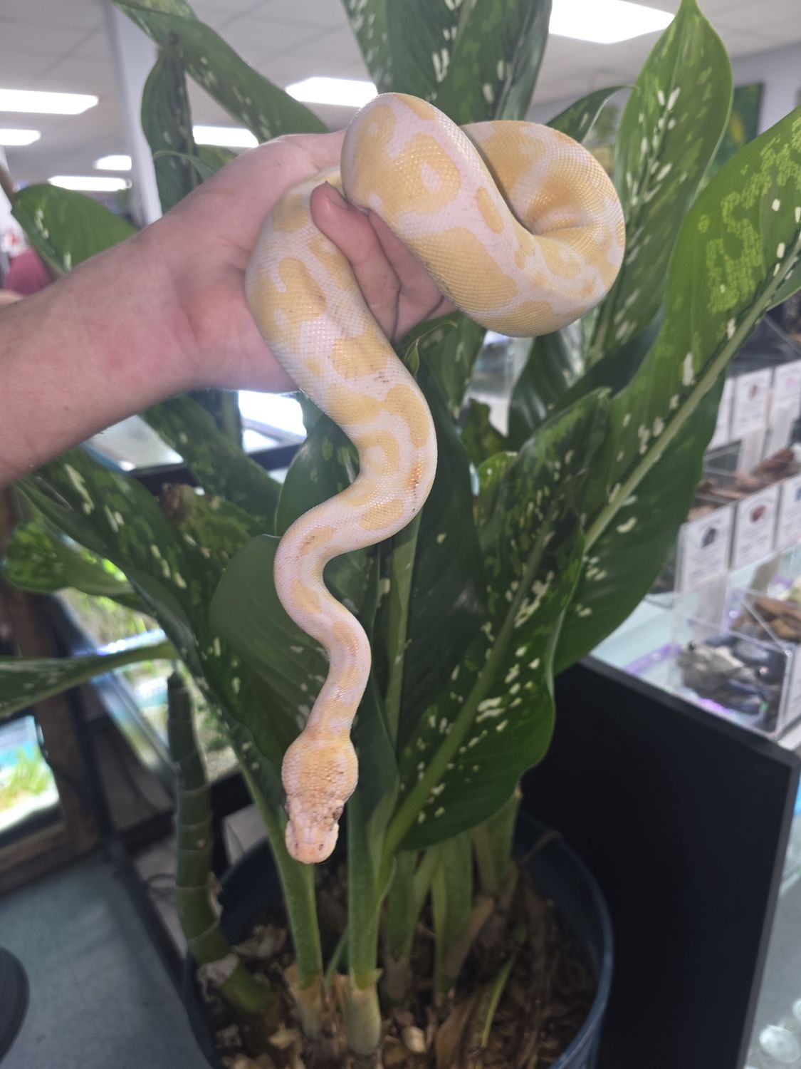 Albino, Ball Python