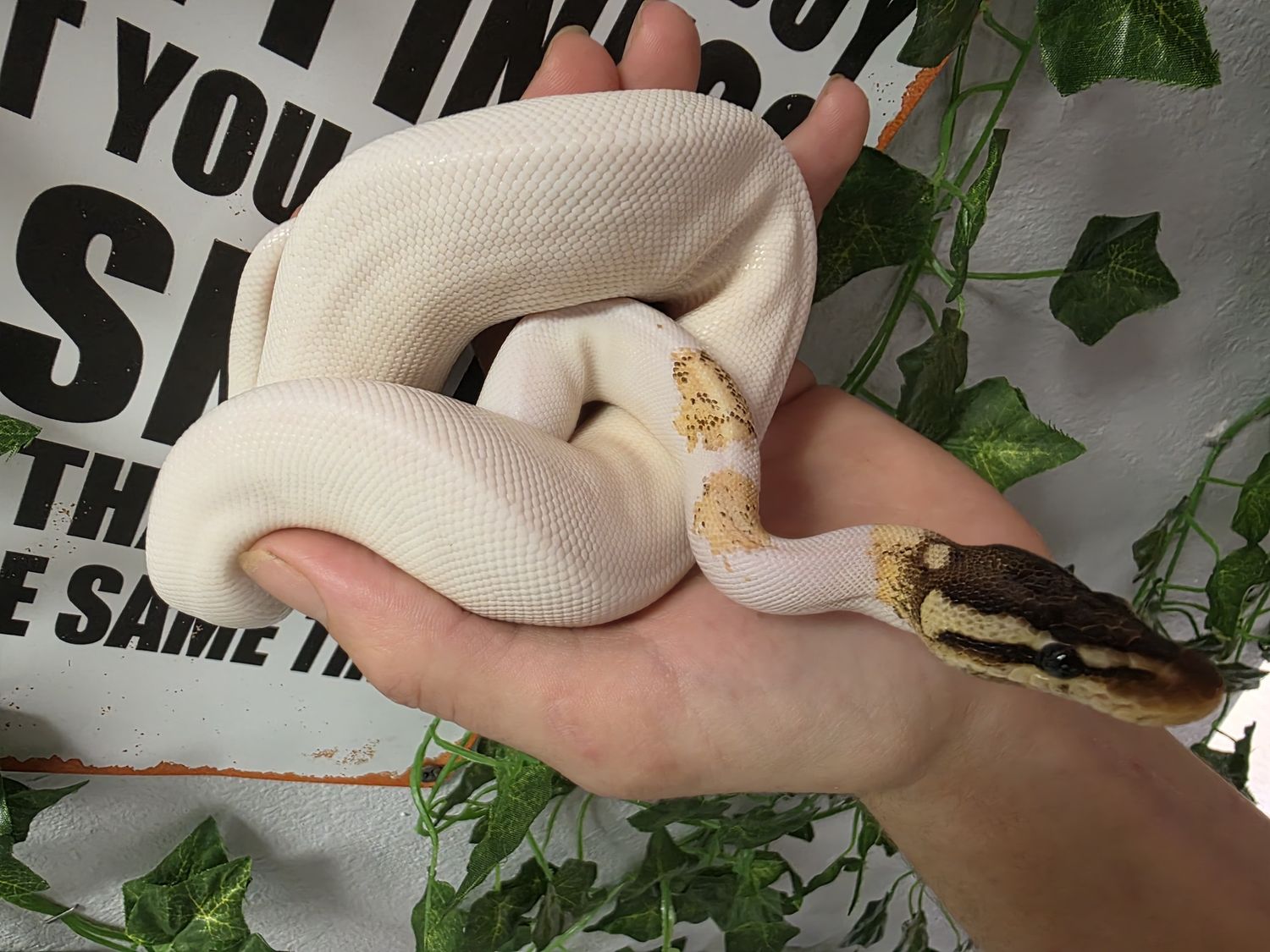 Firefly Pied, Ball Python