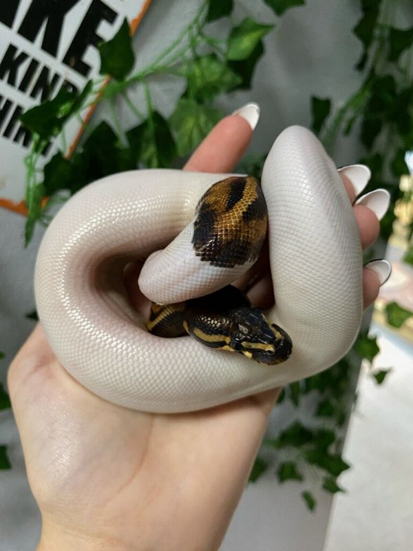 High-White Pied, Ball Python