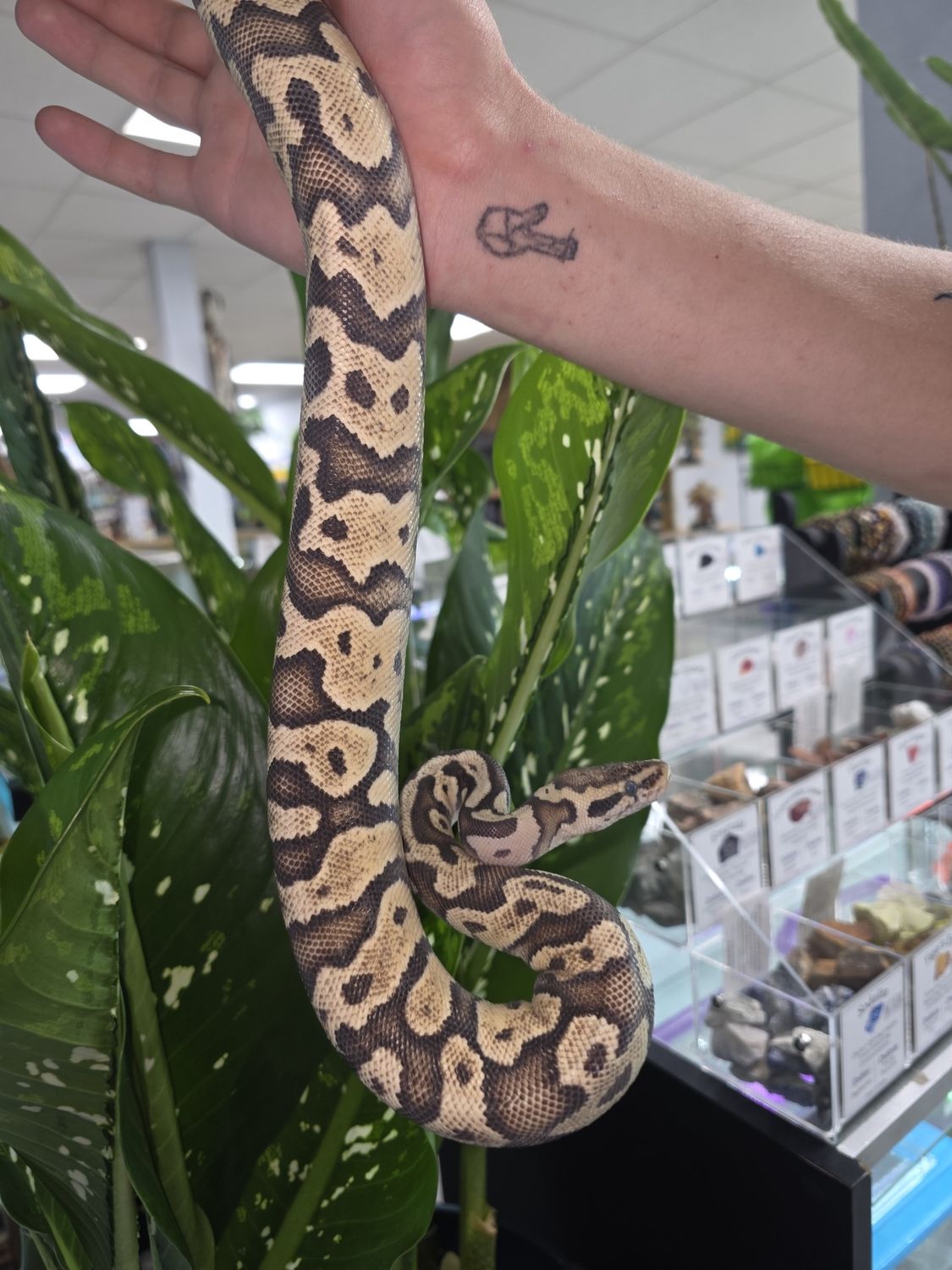 Assorted Morph, Ball Python