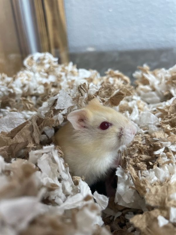Cinnamon Dwarf Hamsters, female!