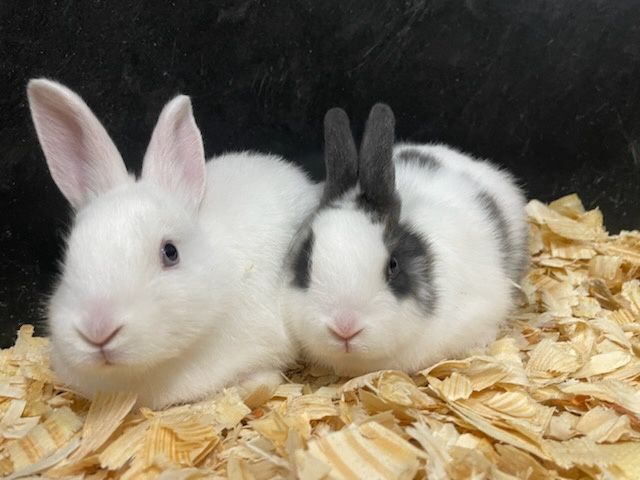 Mini Rex Bunnies