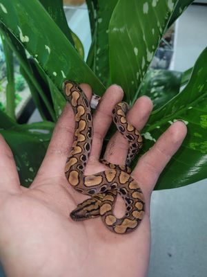 Brazilian Rainbow Boa, c.b.b.