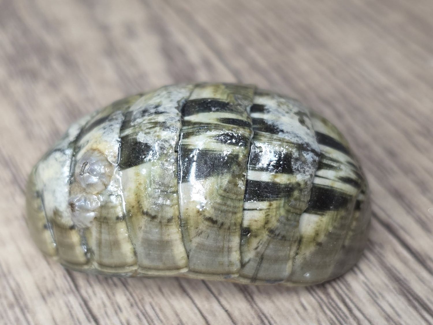 Fossilized Sea Cockroach!  "Isopod"