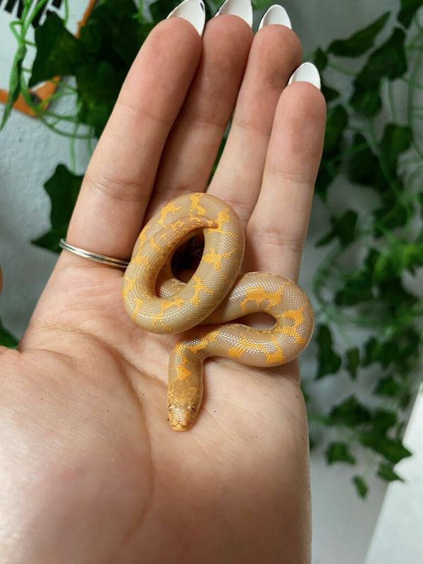 Kenyan Sand Boa, Albino