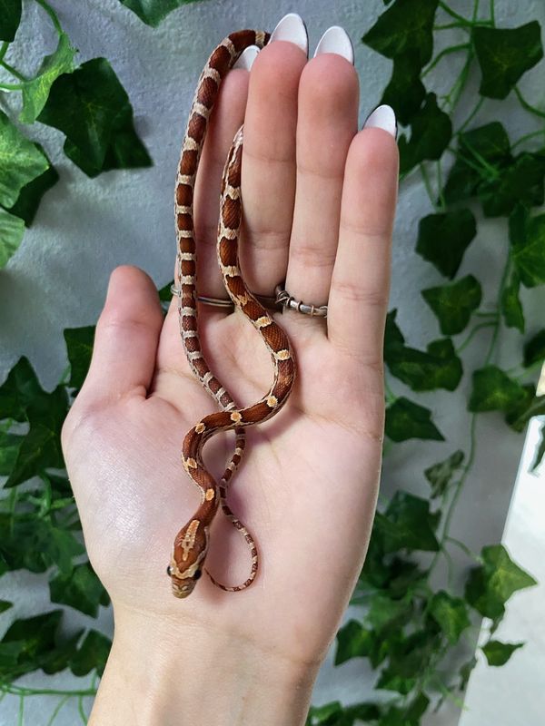 Corn Snake baby, standard