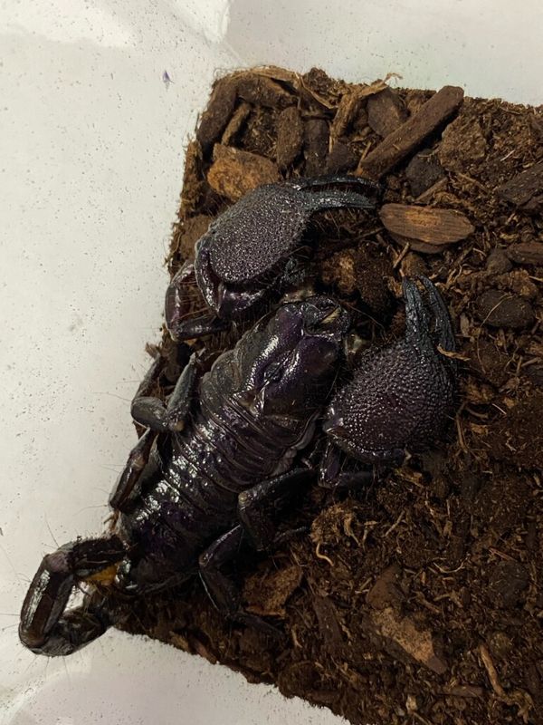 Emperor Scorpion