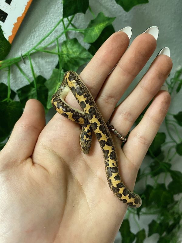 Kenyan Sand Boas, standard