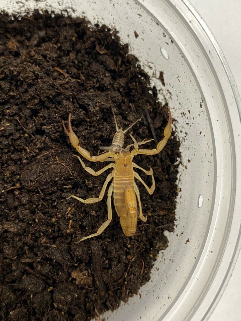 Striped Devil Scorpion