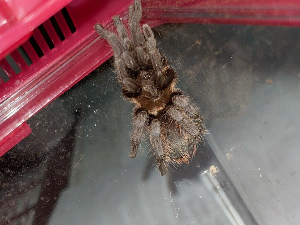 Mexican Red Rump Tarantula