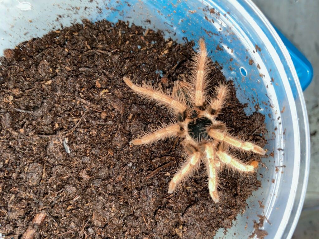 Columbian Giant Red Leg Tarantula