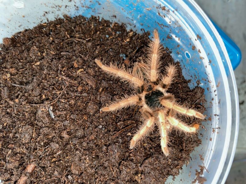 Columbian Giant Red Leg Tarantula