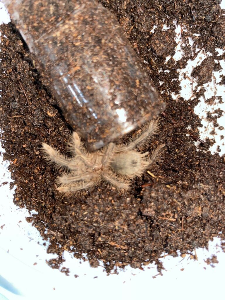 Burgundy Goliath Bird Eating Tarantula
