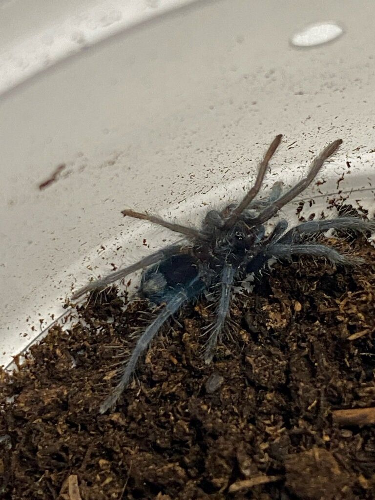 Dominican Purple Tarantula