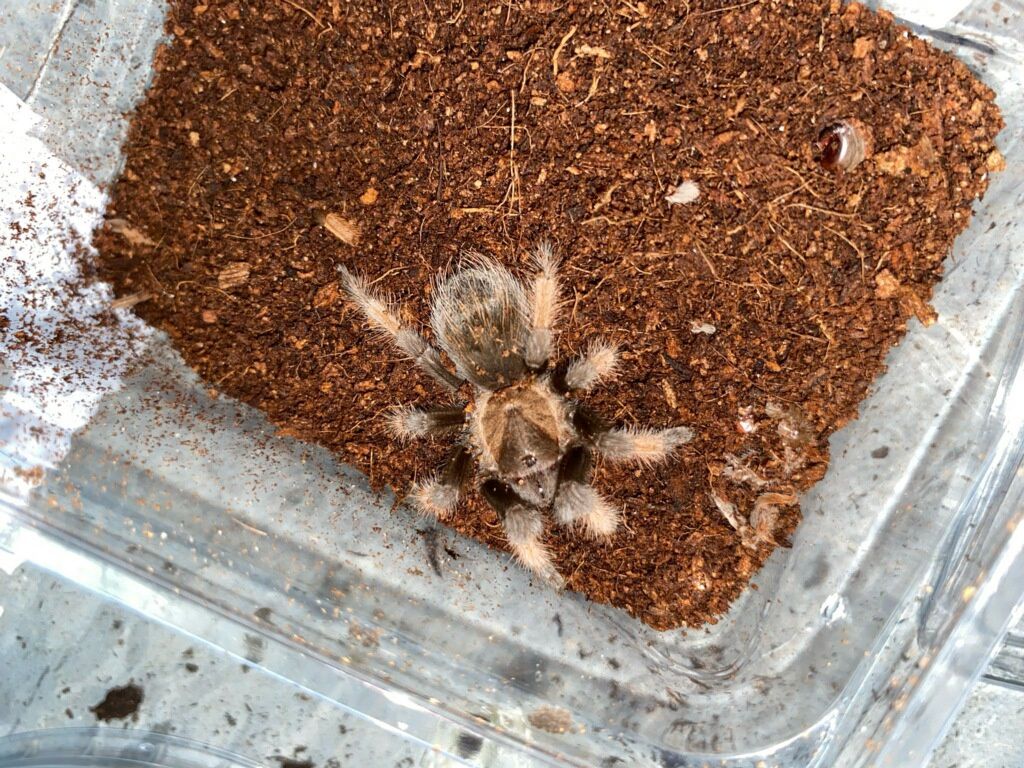 Mexican Red Leg Tarantula