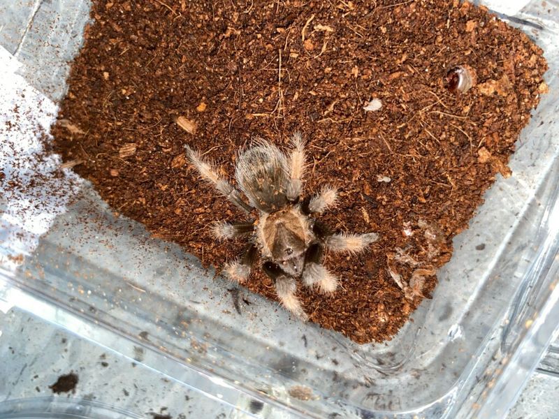 Mexican Red Leg Tarantula