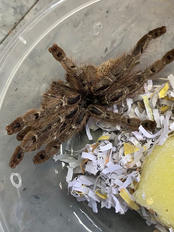 Ornamental Baboon Tarantula