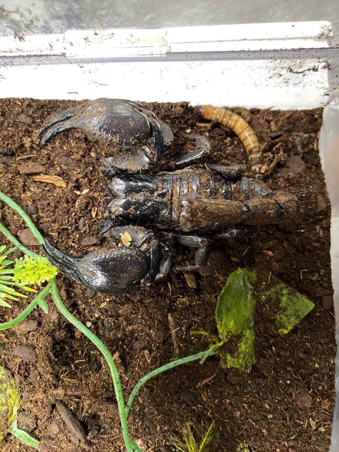 Asian  Forest  Scorpion