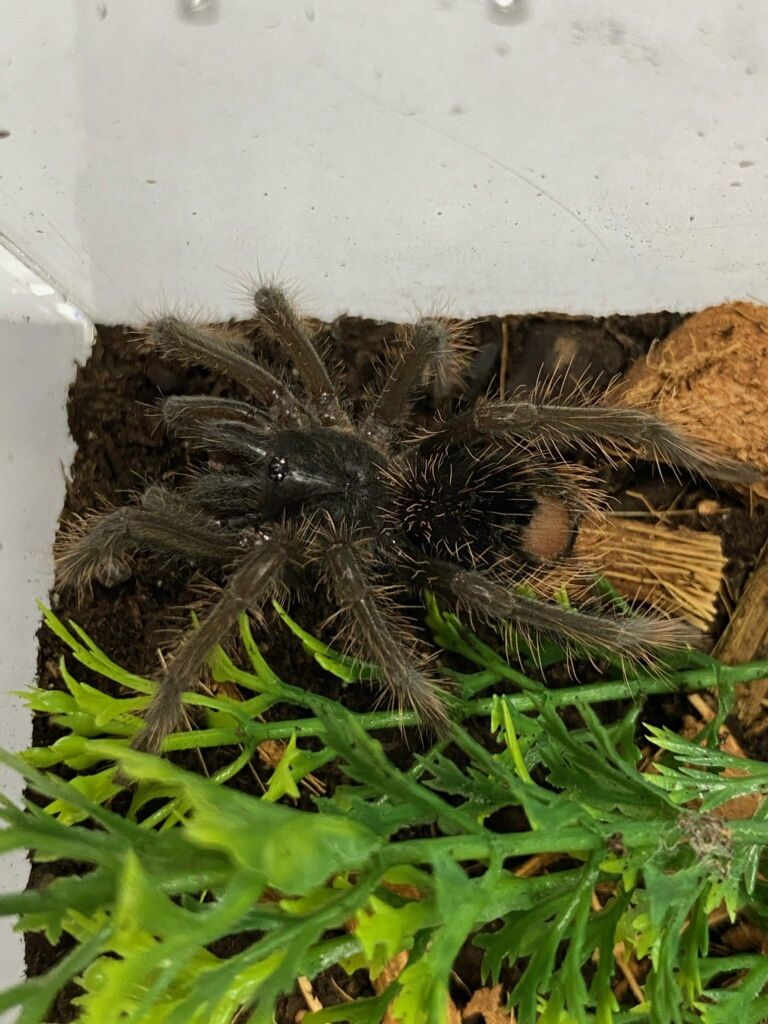 Amazon Blue Bloom Tarantula w/Tarantula Cribs enclosure!